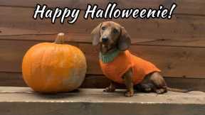 Happy Halloweenie! Mini Dachshund Puppy Celebrates First Halloween