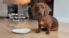 Mini Dachshund Puppy Tries Different Foods