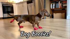 Mini Dachshund Puppy Tries Dog Shoes for the First Time Ever