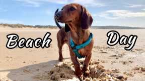 Mini Dachshund Puppy's First Time at the Beach