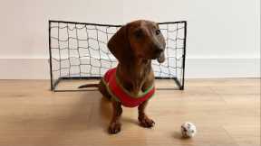 World Cup Pup - Mini Doxie Goalie Skills!