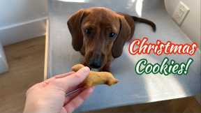 Baking Dog Christmas Cookies with Our Mini Dachshund