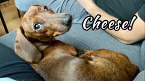 Mini Dachshund Reacts to Hearing the Word 'Cheese'