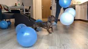 Mini Dachshund Plays with Balloons for the First Time