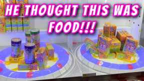 HE THOUGHT THIS WAS FOOD IN THE GO GO GO GAME!!!