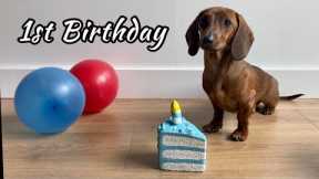 Mini dachshund Mac turns 1 year old!