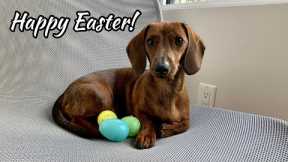 Mini dachshund Easter egg hunt