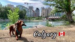 Mini dachshund on vacation | Calgary 🇨🇦