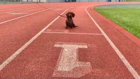 Mini dachshund track workout