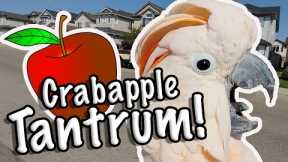 Cockatoo Throws Tantrum over Apples (Subtitles)