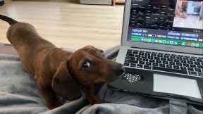 How mini dachshund feels about technology