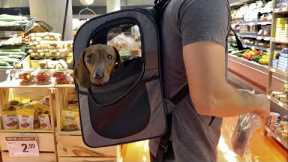 Mini dachshund goes grocery shopping