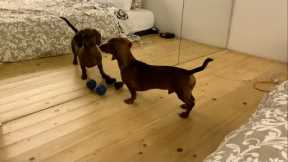 Mini dachshund sees himself in the mirror