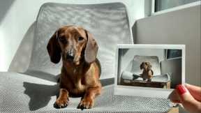 Mini dachshund reacts to pictures of himself and his toys