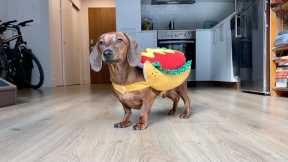 Mini dachshund picks his Halloween costume!