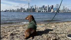 Mini dachshund visits the big city | Day 2