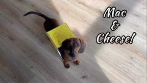Mini dachshund's homemade halloween costume