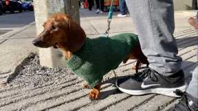 Mini dachshund's 1st handmade dog sweater of the season!
