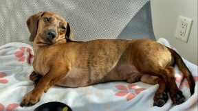 How much does a mini dachshund sleep in a day?