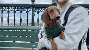 Mini dachshund's 1st time traveling on a train