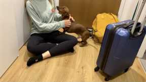 Mini dachshund reunites with mom after a week