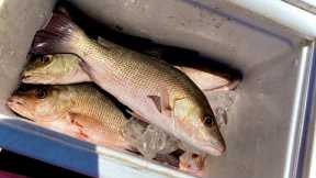 MANGROVE SNAPPER PIER FISHING