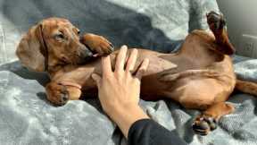 Petting mini dachshund to sleep