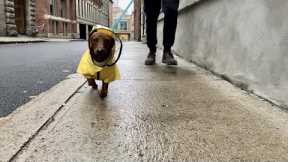 Mini dachshund tip toes through the rain