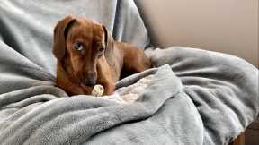 Mini dachshund and his bone