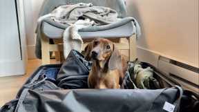 Mini dachshund helps with packing
