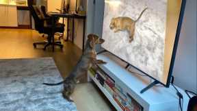 Mini dachshund watches himself on TV