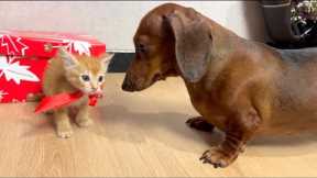 Mini dachshund get surprised a kitten on Christmas