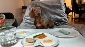 Mini dachshund's holiday feast!