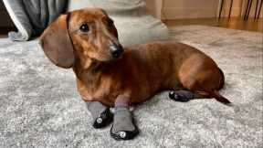 Mini dachshund tries new winter boots
