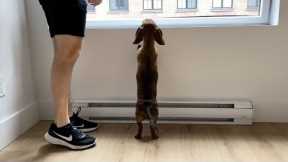 Mini dachshund checks out his new apartment
