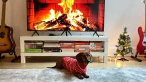 Mini dachshund decorates for Christmas