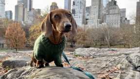 Mini dachshund explores Central Park!