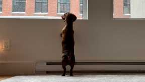 Mini dachshund needs a little help up