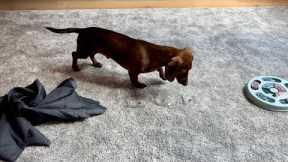 Mini dachshund plays indoor games!