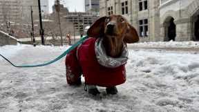 Mini dachshund on a snowy day