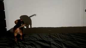 Mini dachshund reacts to his own shadow #zoomies