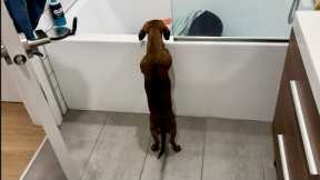 Mini dachshund plays hide-and-seek in new apartment