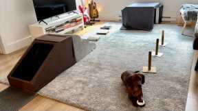 Mini dachshund attempts a dog obstacle course