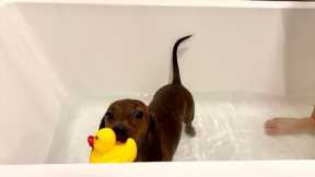 Mini dachshund's first proper bath