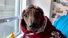 Mini dachshund's new beanie! (new channel announcement)