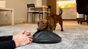 How mini dachshund reacts when you stop throwing the frisbee