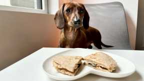 Mini dachshund tries chicken quesadillas!