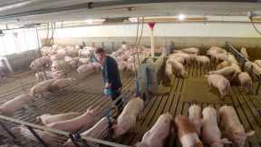 A Week Full of Pig Farming