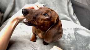 Brushing mini dachshund's teeth