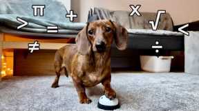 Mini dachshund does dog math!